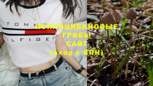 прущие грибы Арсеньев